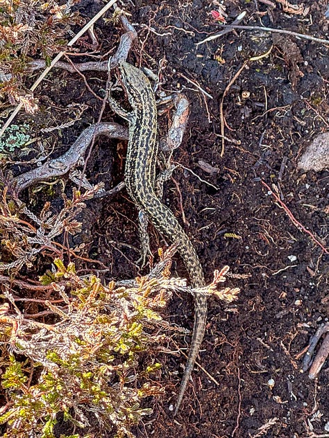 Frog, lizard & a tor on Morvern © Felicity Martin