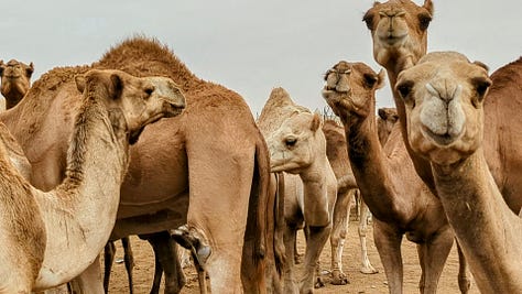 Mauritania camel market