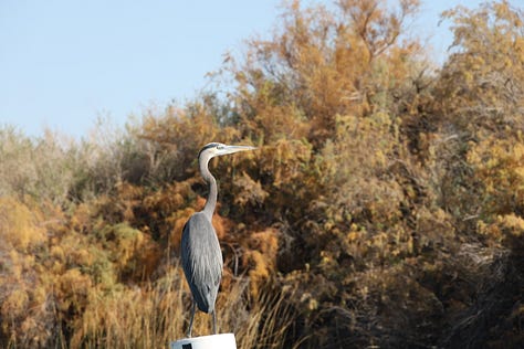 2 Blue Herons and one juvenile Black crowned Heron