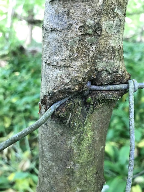 A series of close up images of trees with thick wire cutting through and into them, some with barbed pieces, evidence of the healing and growth of the tree around the wire with thickening and distortion to the bark texture and pattern.