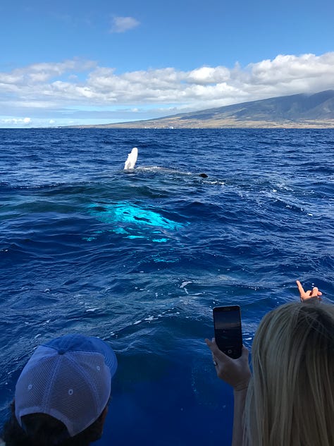 A collection of photos from Hawaii, including two whale tails rising from the water, a painted Maui mailbox, an historic museum in Lahaina, turtles on the beach, and the author enjoying a large burger in a location that's now likely burned.