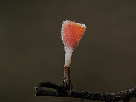 small pink fuzzy cup mushroom