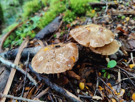 Various tramping images from Tableland to the Leslie River Valley, Kahurangi National Park