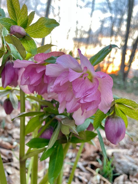 This yellow with a red eye is always one of the first Hellebores open each year. The pink is a gorgeous ruffled, and the white with red double was new last year. 