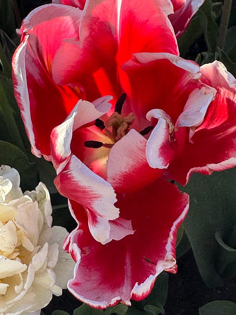 Pictures of tulips, individual flowers and long shots of rows of tulips of a variety of colours