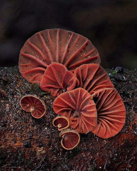 Anthracophyllum archeri / Orange Fan