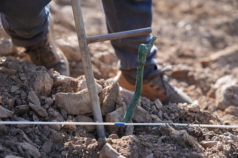 planting vineyards in Sardinia