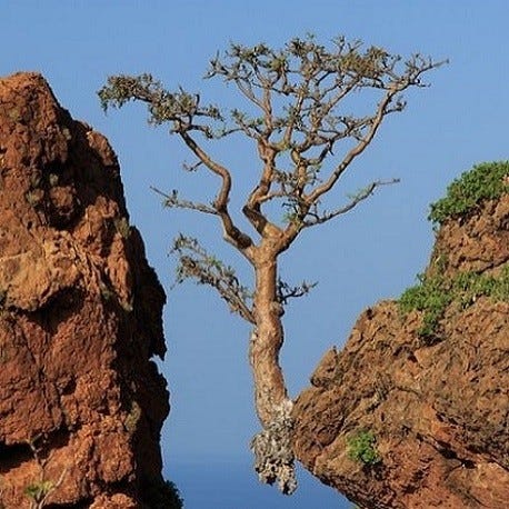 3 different species of Frankincense trees 