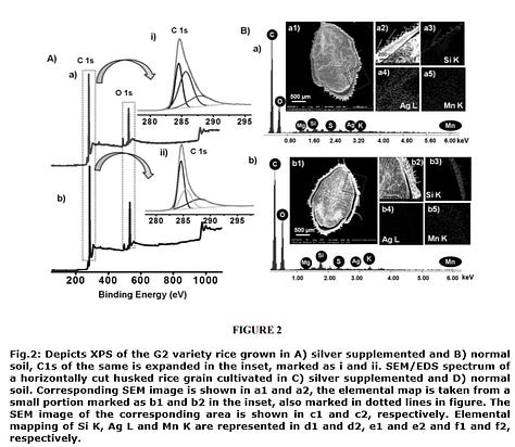 Method for Accumulation of Silver by Rice and Possible Metal Extraction by Agriculture