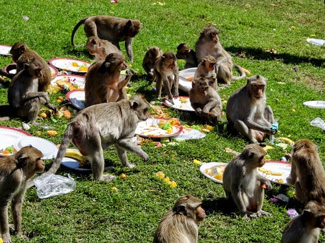 Lopburi monkeys