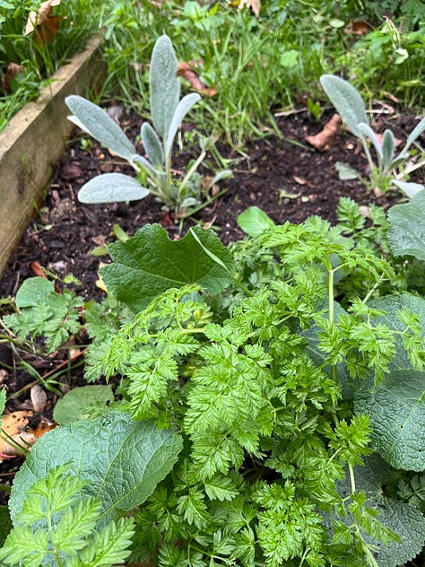 1. Many a chard seed had germinated in a bit of soil on the path, but they didn't easily come off the weed suppressant so weren't able to be potted on; 2. Lamb's ear, cow parsley and hollyhock growing well together; 3. Lemon geraniums having been put into bigger pots.