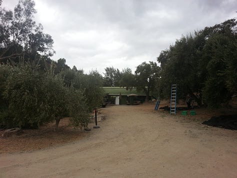Ojai Olive Oil Company, Ojai, California