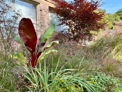 Our red banana, Ensete maurelii, with Acer 'Bloodgood' in the old Hot Border; Yellow flowered Patrina in the Hot Border; Panicum 'Cheyenne Sky' in the new section of HB.