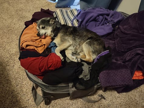 Three photos of a grey and brown chihuahua. First photo is the dog laying down on the sidewalk, second is the dog laying in a suitcase atop a pile of clothing, third is the dog in front of a view of Seattle