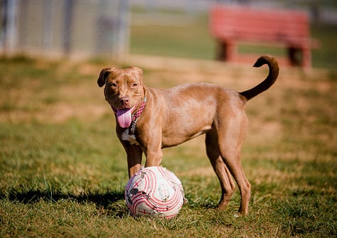 Variety of photos of chestnut colored dog