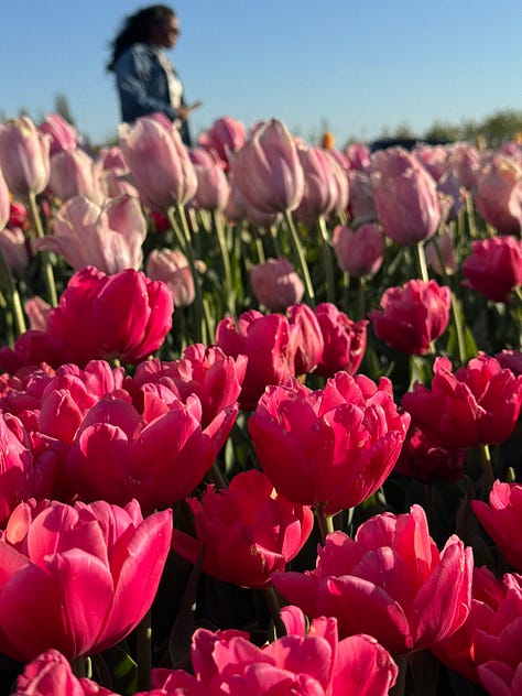 Pictures of tulips, individual flowers and long shots of rows of tulips of a variety of colours