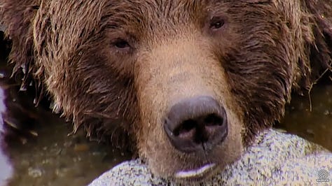 Brown Bears of Katmai National Park