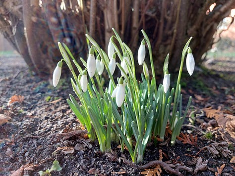 Snowdrops, crocuses, a ladybug