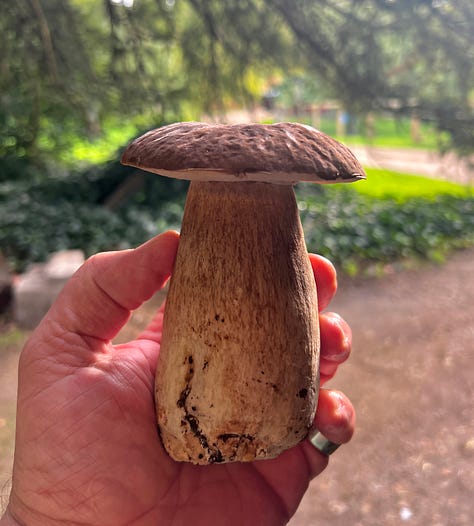 raw porcini