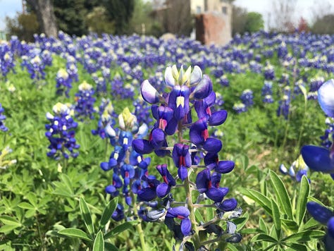 blue, purple, white, and pink lupine wildflowers abundantly blooming amongst concrete headstones in a cemetery with large oak trees in Austin, TX