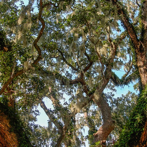 Trees, Tree Canopy