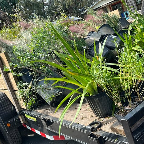 Zoe and Pete installing plants, including: saltbush and mangrove spider lily in the truck; palmettos, wax myrtles, and silver buttonwoods on the driveway; and pink muhly grass.