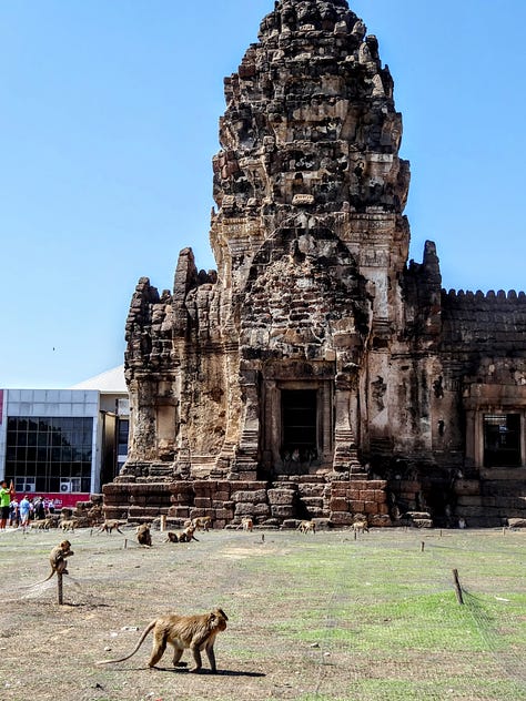 Lopburi monkeys