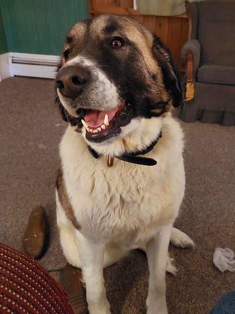 livestock guardian dog at work