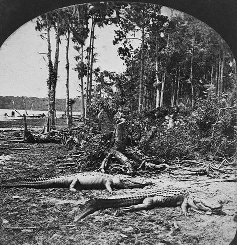 black swamp workers posing in black and white photographs from early 1900s with pine cypress and mangrove trees behind them