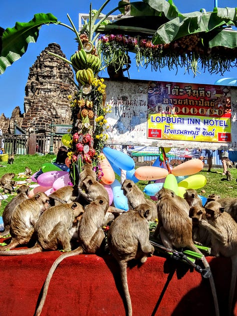 Lopburi monkeys