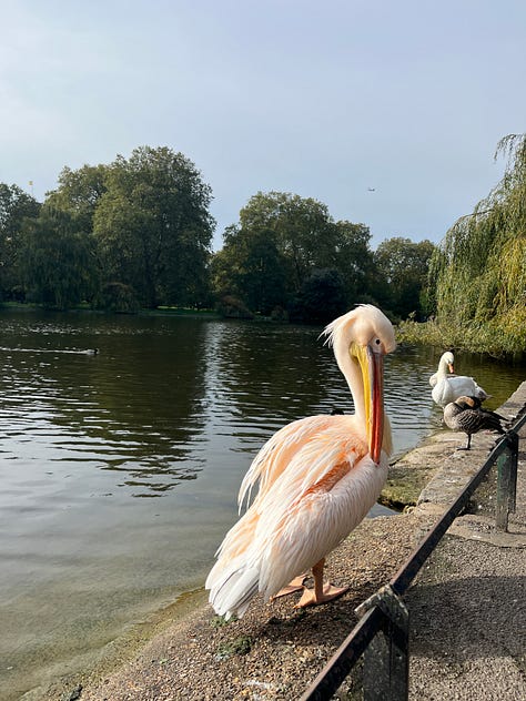 Pink pelicans in St James's Park and buildings in Westminster