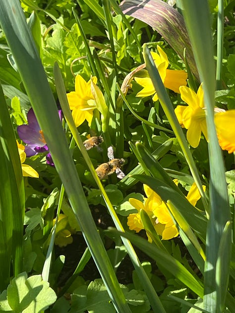 Photos of Hairy-Footed Flower Bees amongst the daffodil and Crocus bulb flowers