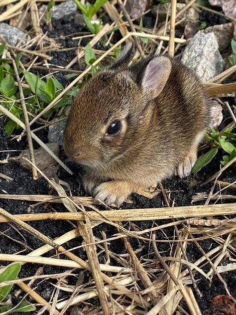 Running shoes, baby bunny, black snake