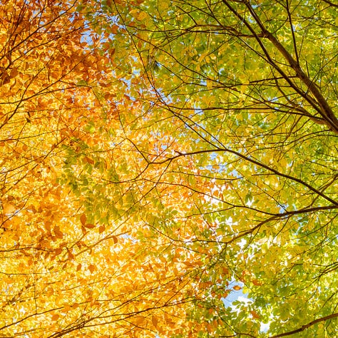 Trees, Tree Canopy