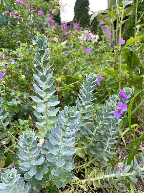 Flowers in the Cottage Garden: Echinacea, Euphorbia myrsinites, Clary sage, Geranium 'Ann Folkard', yellow lily 'Honeymoon', Echinops, Euphorbia donnii with Lilium regale, Eutrochium, one of the few Hemerocallis at Havenwood, H. 'Nosferatu'