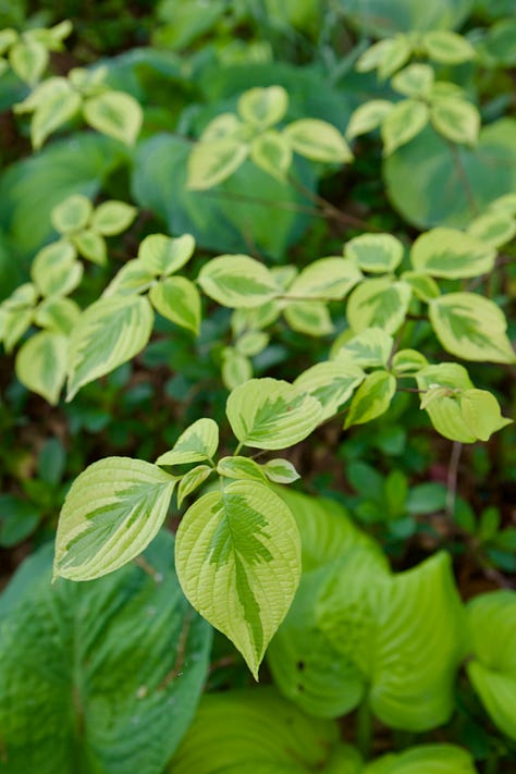 Beautiful foliage in the Woodland this month: Regal fern, Cornus 'Golden Shadows' and Acer japonicum 'Aconitifolium'