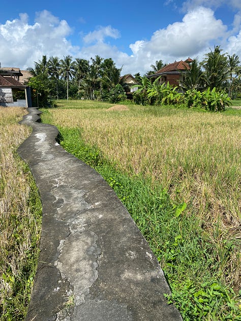 An image of a small path through a rice field, bright pink flowers with deep green leaves and another rice field picture with some houses in the background.