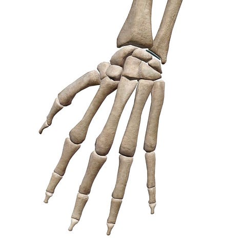 Hand and wrist bones