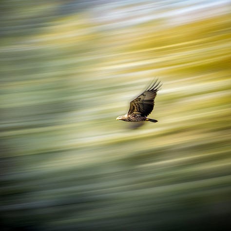 Eagles flying with motion blur, freeze frame, and long exposure effects in Midjourney