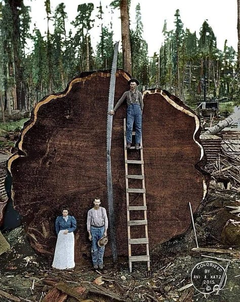 A felled giant sequoia, a mountain of bison skulls, and a row of smokestacks