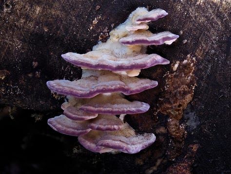 purple bracket fungus on wood