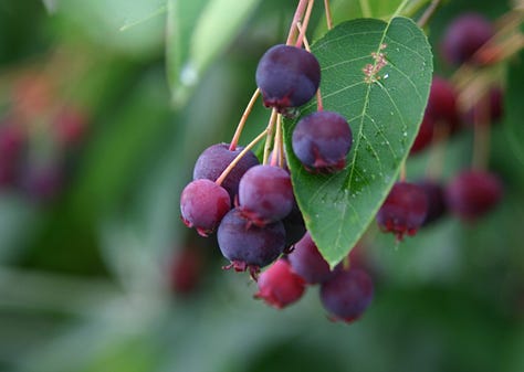 Unripe green and ripe purple juneberry fruits