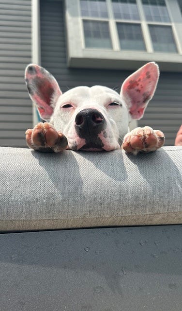 White dog with black spots in various poses