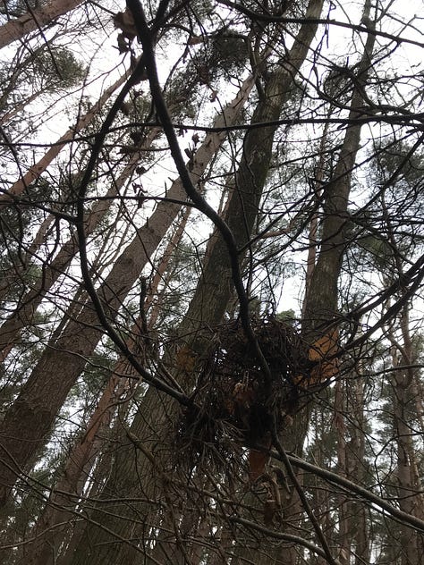 the first image shows the inside of an uprooted tree, concentric circles of growth visible. the second two are both of views up into pine woods, dark tall stems towards pale sky.