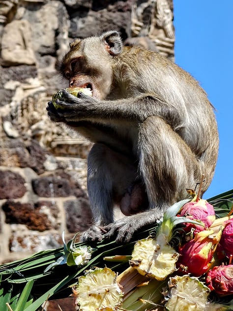 Lopburi monkeys