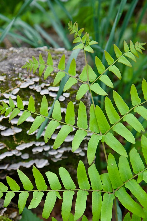 Beautiful foliage in the Woodland this month: Regal fern, Cornus 'Golden Shadows' and Acer japonicum 'Aconitifolium'