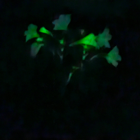 Firefly Petunias