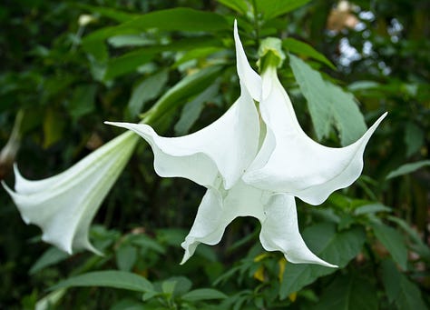 Images of Datura Flowers & Seed Pods