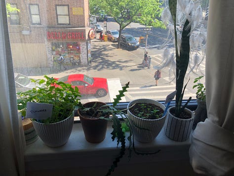 Top right hand corner, going clockwise, is Watson, a sneaky Tabby cat hiding among some plants in a window sill; then you have Jess, a white woman with glasses, holding a small house plant with yellow stripes on its leaves in her hands while another dangles in the window; next is Kim, an asian woman, holding another but larger tabby cat, Charlie, while sitting on a gray couch with plants covering the table in front of her, along with a laptop; next is Watson again, sitting in a pot; bottom-center you see more plants hanging from a window and two more plants flanking the sides of the window; and last many different plants, spiky, tall and leafy in a window sill overlooking a corner bodega.