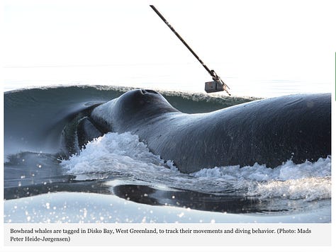 Long-Distance Relationship Revealed in the Seemingly Random Behavior of Bowhead Whales